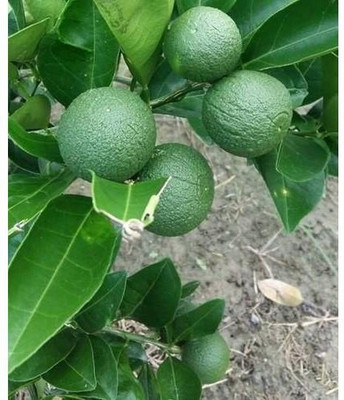 Ariya Lemon Plant(Hybrid, Pack of 1)