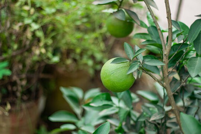 SANJU Lemon Plant(Hybrid, Pack of 1)