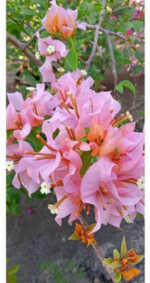 MagicQueen Bougainvillea Plant(Hybrid, Pack of 1)