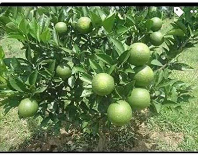 Ariya Lemon Plant(Hybrid, Pack of 1)