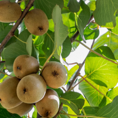 Paudha Kiwi fruit Seed(40 per packet)