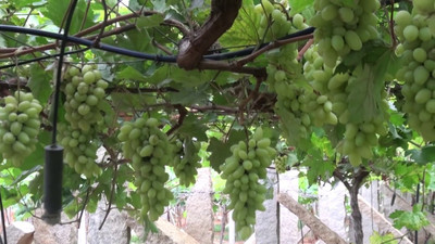 Paudha Grapes fruit Seed(10 per packet)