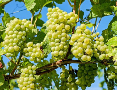 Paudha Grapes fruit Seed(50 per packet)
