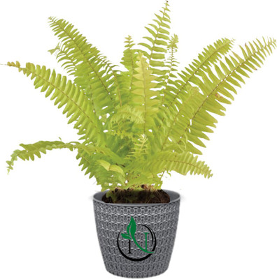 Naturally Green Naturally Green Oslo Pot 5.5'' Po4 Plant Container Set(Pack of 4, Plastic)