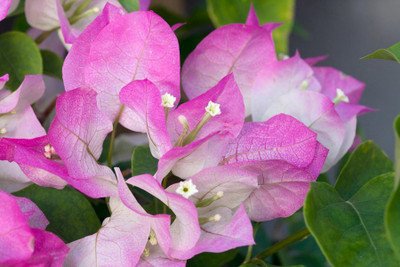 FasanGreen Bougainvillea Plant(Hybrid, Pack of 1)