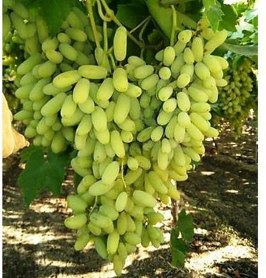 XOLDA Grapes Seed(37 per packet)