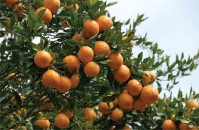 Mohomaya Orange Plant(Hybrid, Pack of 1)