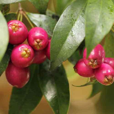 SANJU Cherry Fruit Plant(Hybrid, Pack of 1)