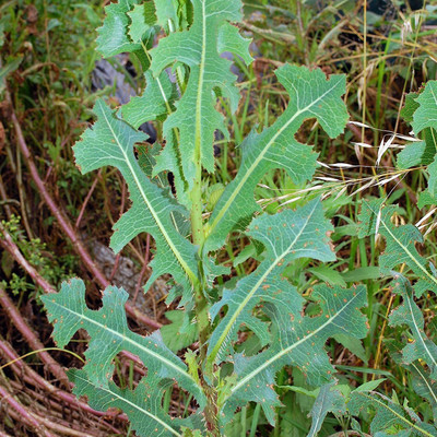 VibeX ® XLR-421 Prickly Wild Lettuce Seeds (Lactuca serriola) Seed(200 per packet)