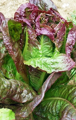 VibeX ® XXL-578 Red Leaf Romaine Lettuce Seeds Seed(200 per packet)