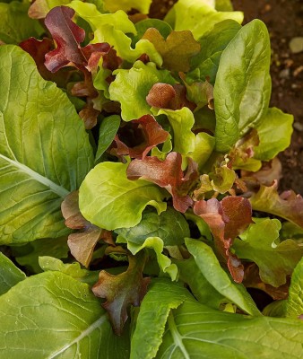 VibeX HUA-65 - Sweet Salad Mix Mesclun - (450 Seeds) Seed(450 per packet)