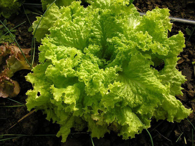 VibeX ® XXL-697 Leaf Lettuce, Grand Rapids Seed(200 per packet)