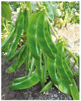XOLDA Dolichos Seed(32 per packet)