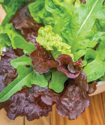 CYBEXIS VXI-2 - Heatwave Blend Lettuce - (1350 Seeds) Seed(1350 per packet)