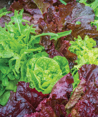 CYBEXIS KGF -3 - Heatwave Blend Lettuce - (1350 Seeds) Seed(1350 per packet)