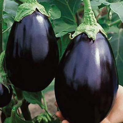 dpays Bengan Seed(50 per packet)