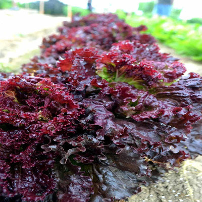 WILLVINE XL-762 Leaf Lettuce Garden Seeds - Ruby Red Seed(200 per packet)