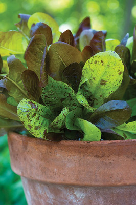 CYBEXIS HUA-48 - All Season Romaine Blend Lettuce - (150 Seeds) Seed(150 per packet)