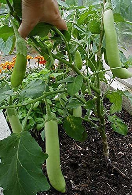 MKR Enterprises Brinjal Seed(4500 per packet)