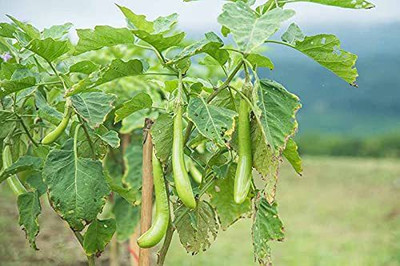 MKR Enterprises Brinjal Seed(8000 per packet)