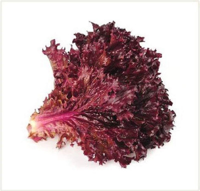 VibeX ® XLR-890 Ruby Red Lettuce Seeds Seed(200 per packet)