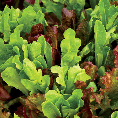 CYBEXIS LX-64 - Organic All Lettuce Mix - (150 Seeds) Seed(150 per packet)