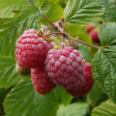 Samarthgreens Shahtoot/Mulberry Plant(Hybrid, Pack of 1)
