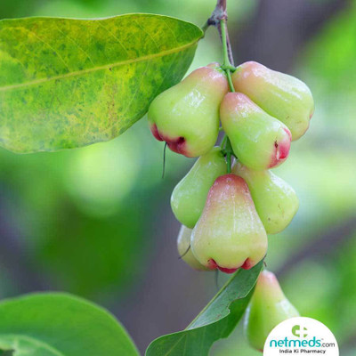 My Dream Nursery Wax Apple Plant(Hybrid, Pack of 1)