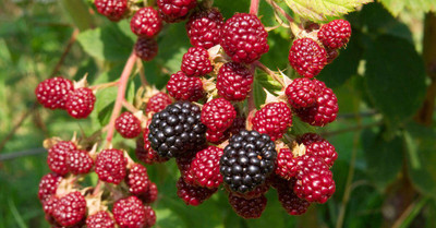 XOLDA Hybrid Raspberry Seed(65 per packet)
