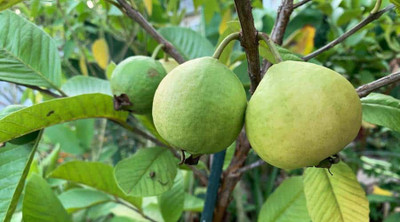 XOLDA Hybrid Guava Seed(70 per packet)