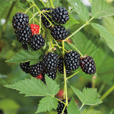 Samarthgreens Shahtoot/Mulberry Plant(Hybrid, Pack of 1)