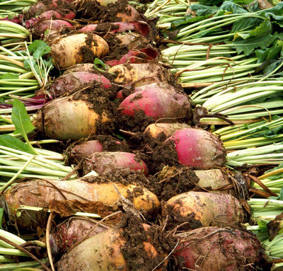 Mozette Beetroot plant Seed(48 per packet)