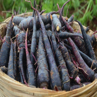 XOLDA Carrot Black Seed(37 per packet)