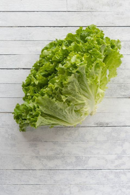 Paudha Lettuce curly Seed(40 per packet)