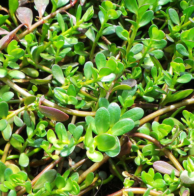 Kapebonavista Brahmi Nirbrahmi Safed Chamani Hyssop Plant, it is a plant not a seed Seed(1 per packet)