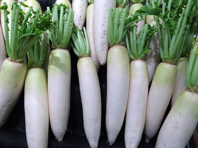 Paudha Radish plant Seed(15 per packet)