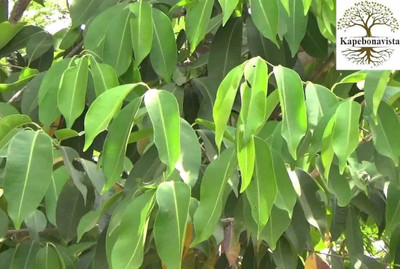 Kapebonavista Jamun Java Plum Jam Jambolan Black Plum plant, it is a plant not a seed Seed(1 per packet)