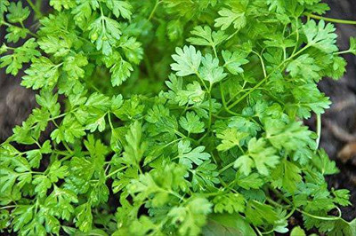 KANAYA dhaniya Seed(450 per packet)