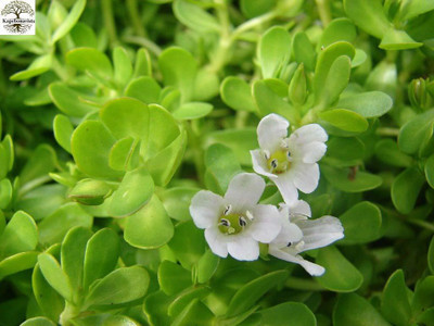 Kapebonavista Brahmi bacopa monnieri sapling plant, it is a plant not a seed Seed(1 per packet)