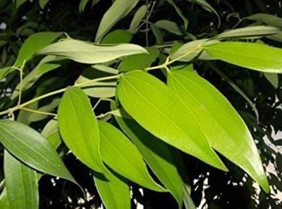 Kapebonavista Rare Variety cinnamomum Tamala plant, it is plant not a Seed(1 per packet)