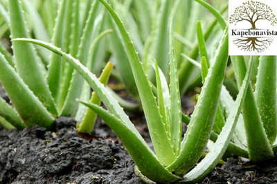 Kapebonavista Natural Gheekumari Aloe Vera living plant, it is plant not a Seed(1 per packet)