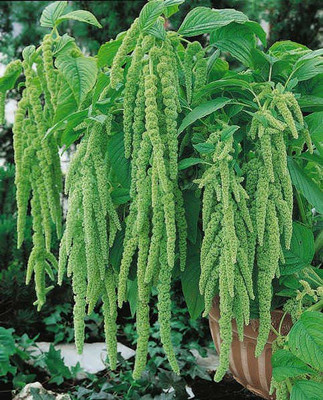 Paudha Amaranthus Seed(20 per packet)