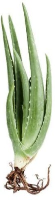 MondalNursery Aloe Vera Plant(Hybrid, Pack of 1)