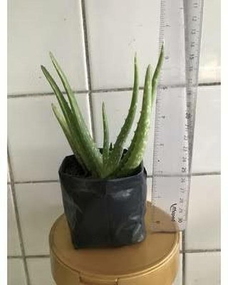 KUMUBON Aloe Vera Plant(Hybrid, Pack of 1)