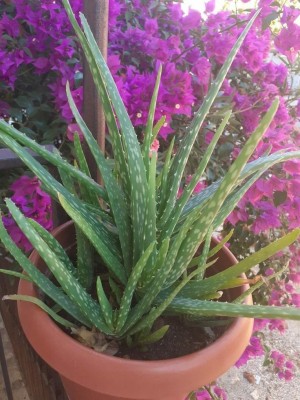 Rainbow Garden Aloe Vera Plant(Hybrid, Pack of 1)