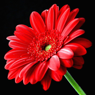 Mozette Daisy Red Flower Seed(12 per packet)