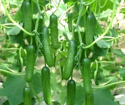 ENINE Cucumber Seeds for Home Terrace Gardening Outdoor Vegetable 50 Seeds FG119 Seed(50 per packet)