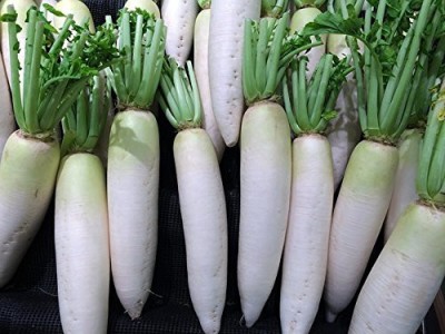 KANAYA White Radish (Mooli Ke Beej} Seed(175 per packet)