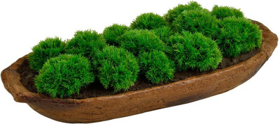Hybridstare picnia moss Seed(10 per packet)