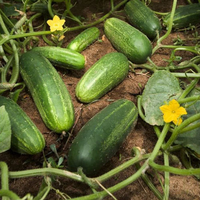 WILLVINE VVI-675 Cucumber F1 Hybrid Seeds Seed(200 per packet)